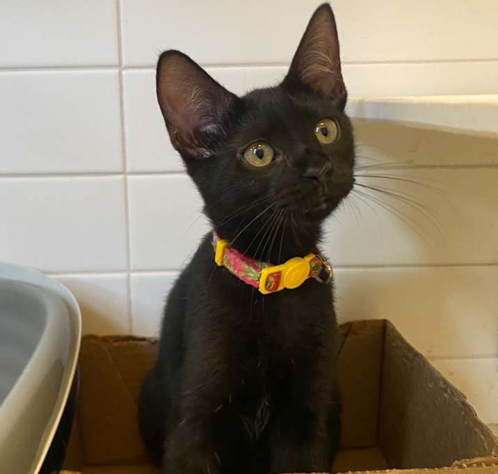Photo of Magpie