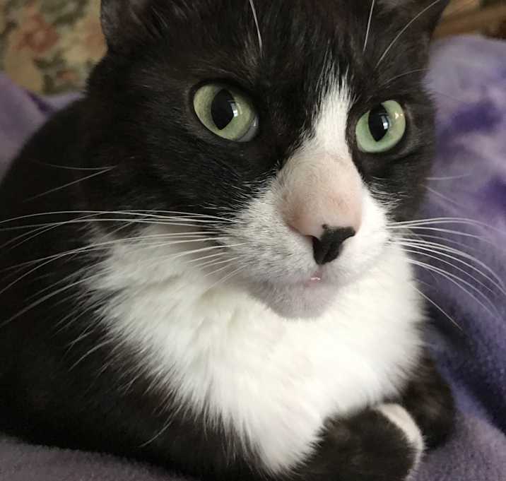 Photo of Josie