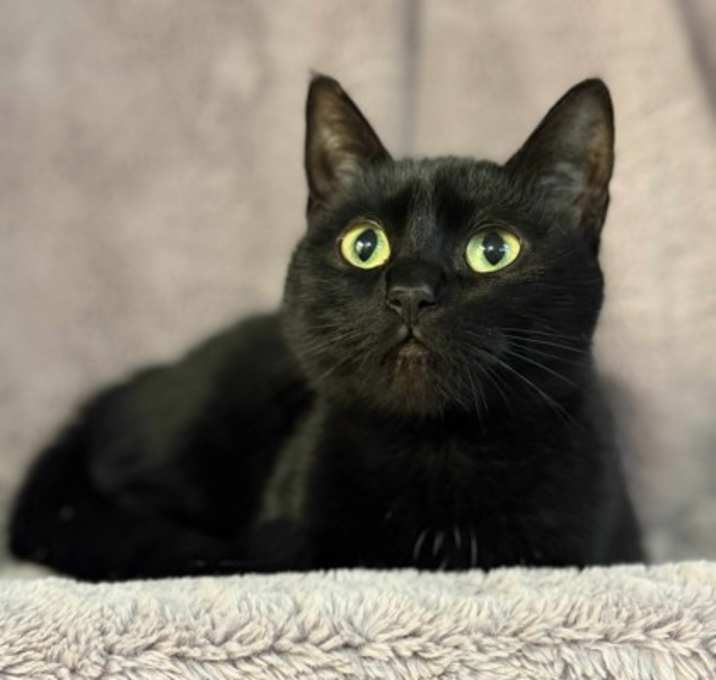 Photo of Batgirl