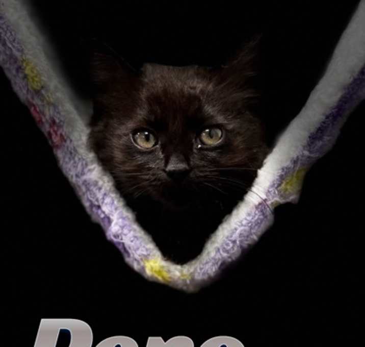 Photo of Reno