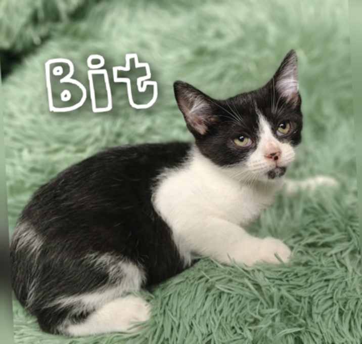 Photo of Bit