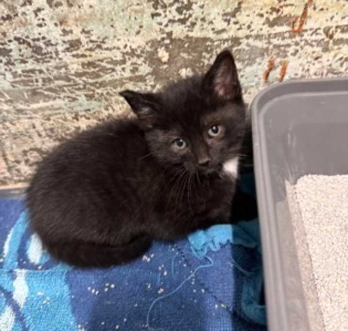 Photo of Coal