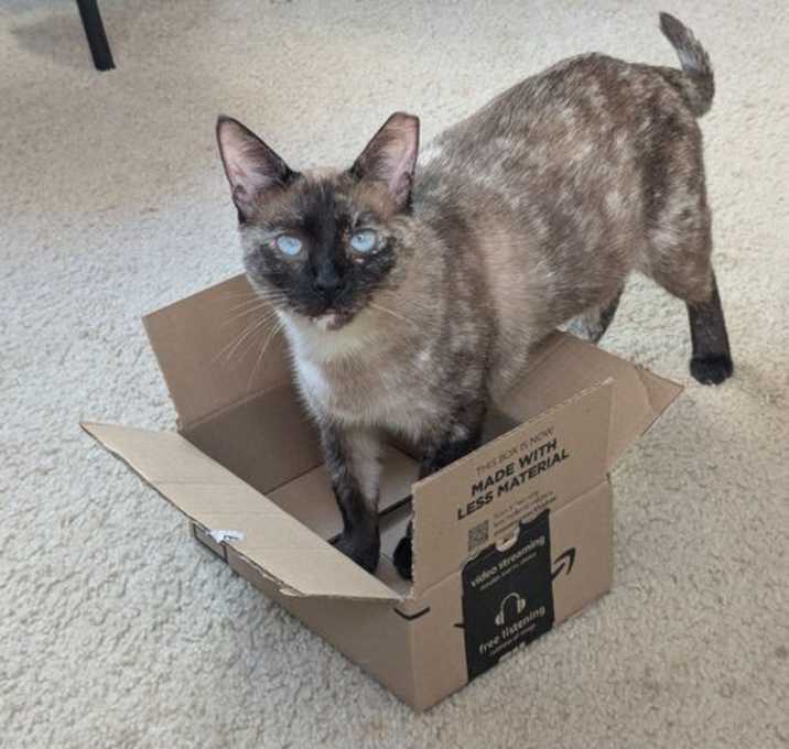 Photo of Sia - Sealpoint Siamese