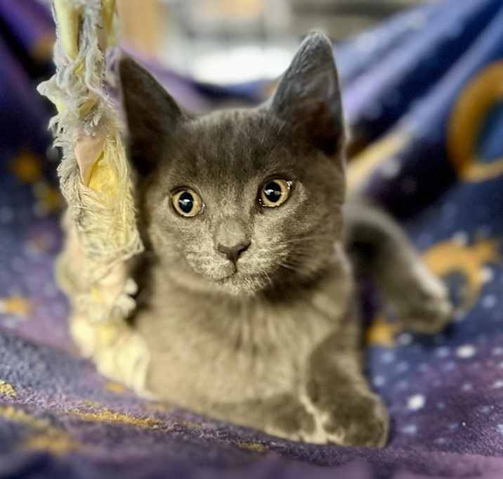 Photo of Sweet Pea