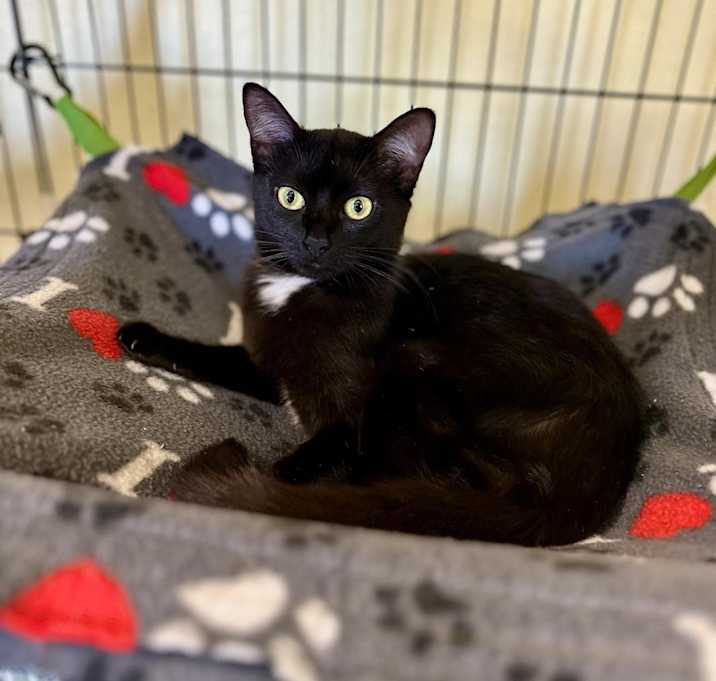 Photo of Juno