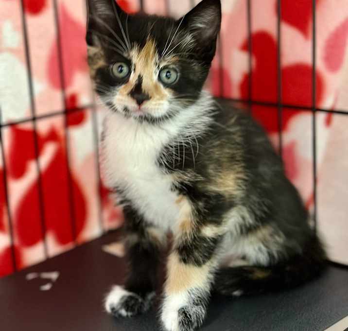 Photo of Queso