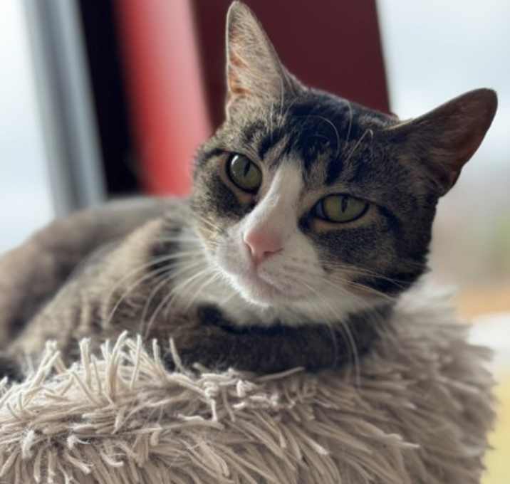 Photo of Rue