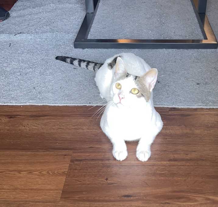 Photo of Niaomi
