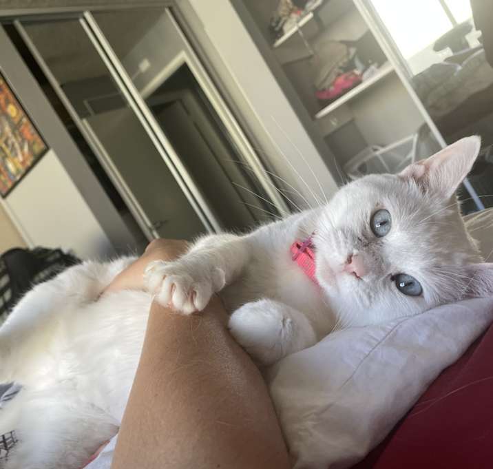 Photo of Pipoca