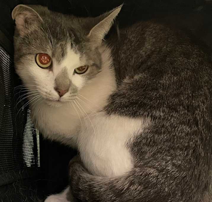 Photo of Hailey