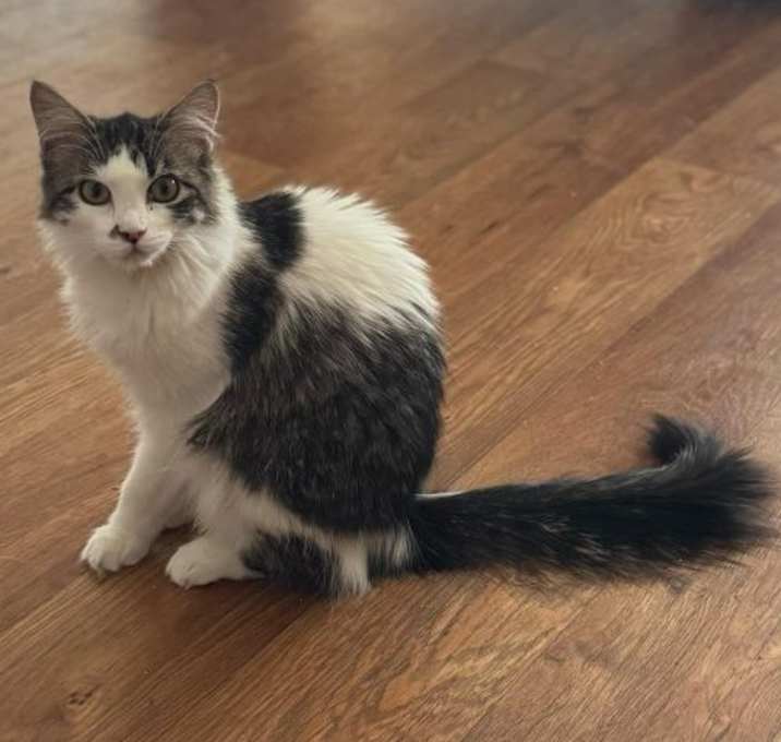 Photo of Glimmer