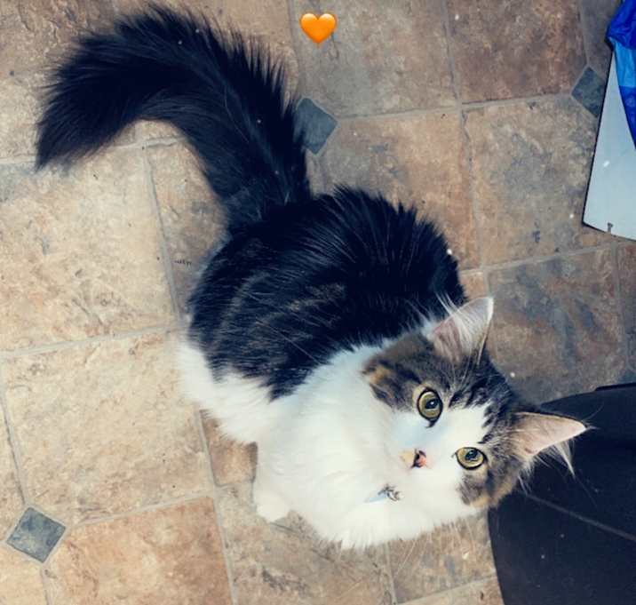 Photo of Cici