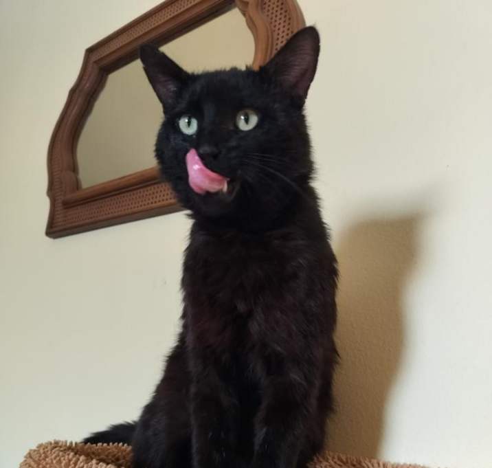 Photo of Smoky