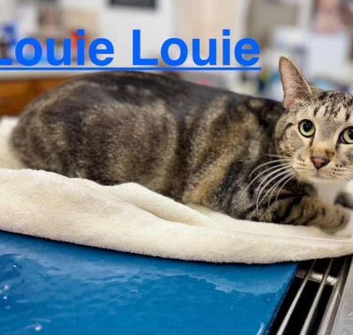 Photo of Louie Louie (bonded with Trigger)