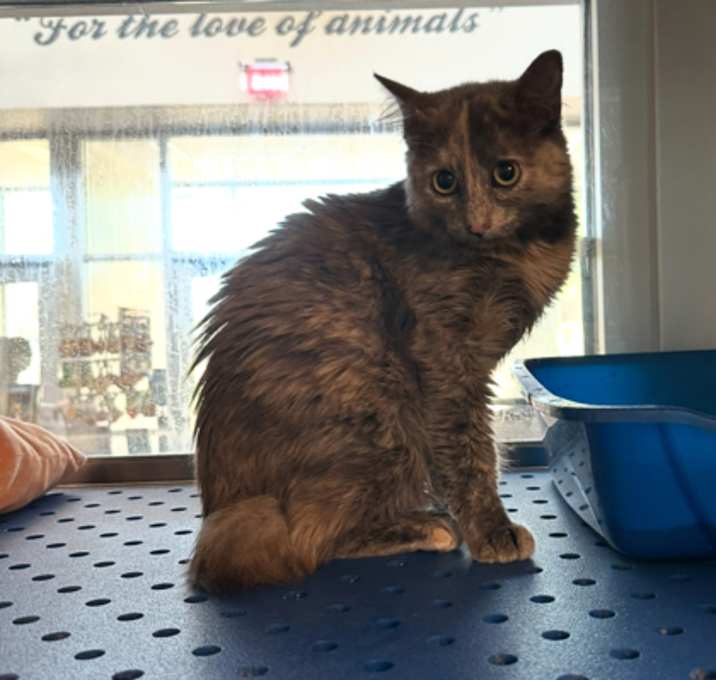 Photo of Sprinkles