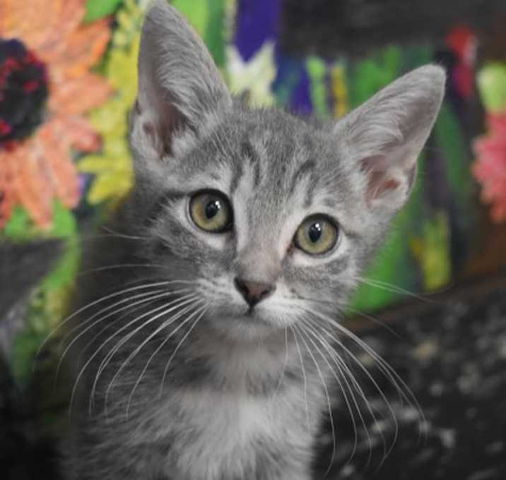 Photo of Speedy