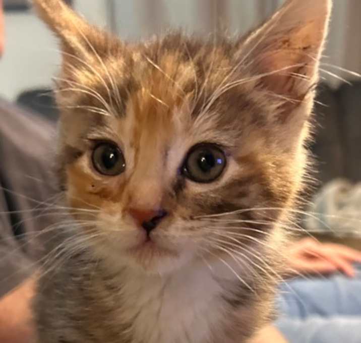 Photo of MUFFIN