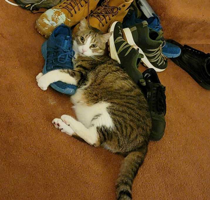 Photo of Banjo