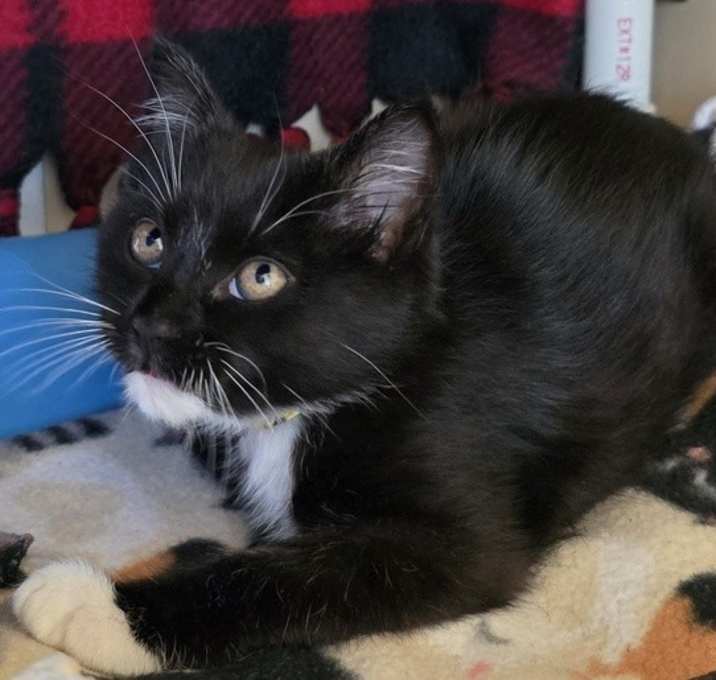 Photo of Comet