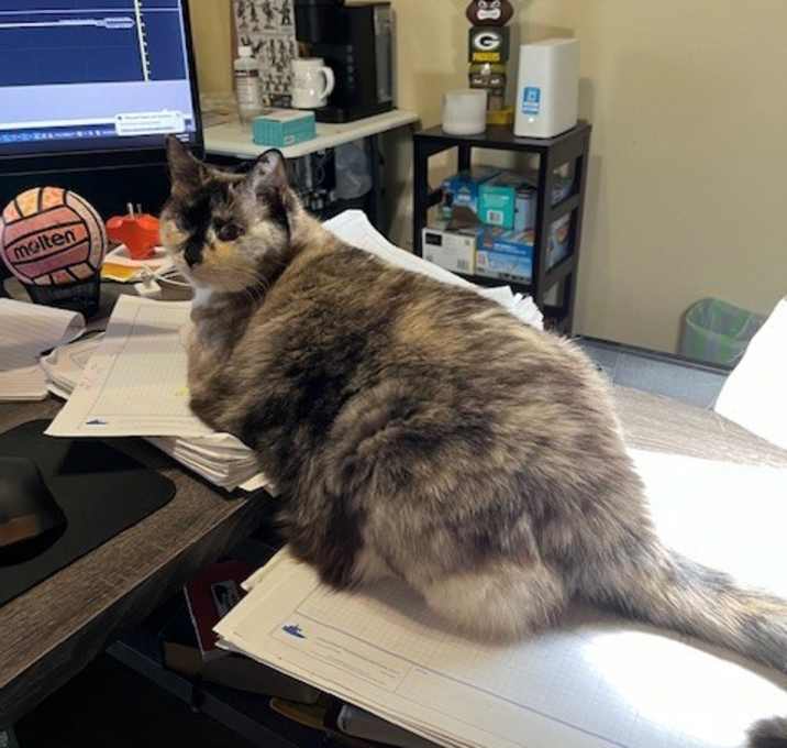 Photo of Stella