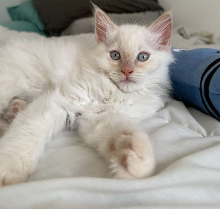 Photo of Watson