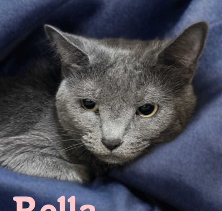 Photo of Bella