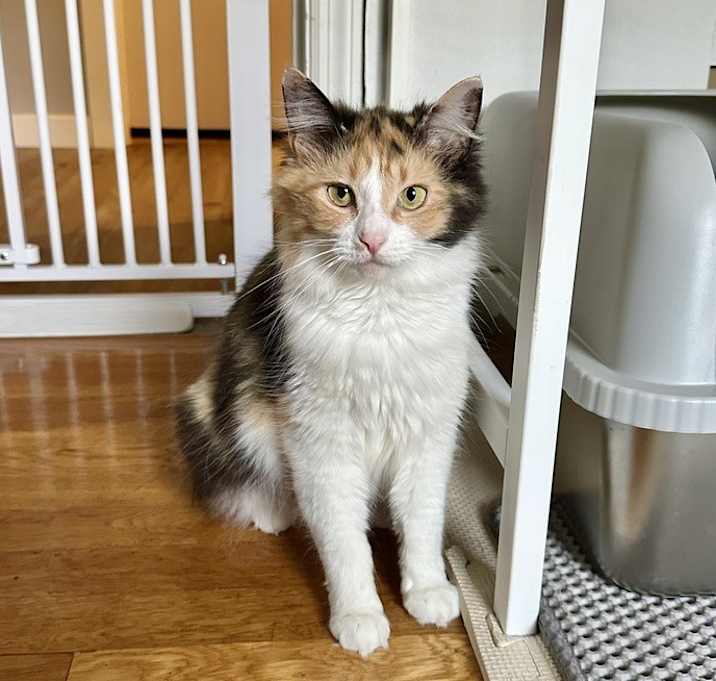 Photo of Birdy Cats : Robin