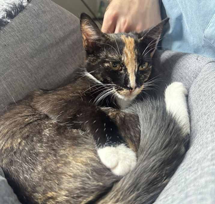 Photo of Snickerdoodle