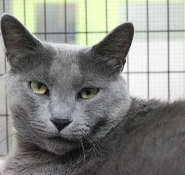 Photo of Smokey