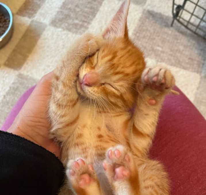 Photo of Buttercup