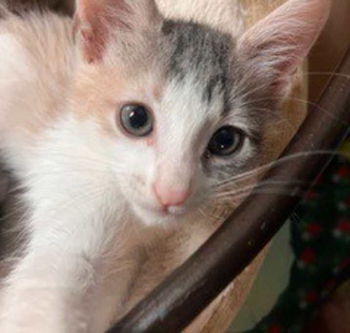 Photo of Miss Toots