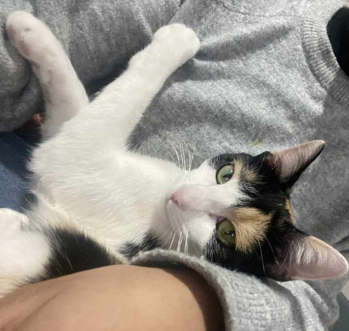 Photo of Mocha