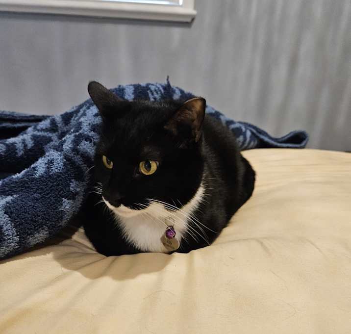 Photo of Kitty