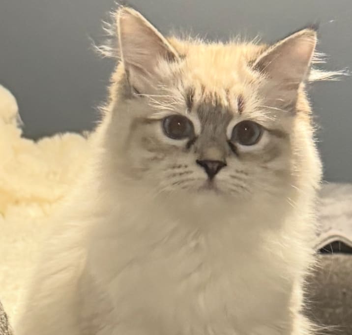 Photo of Stella