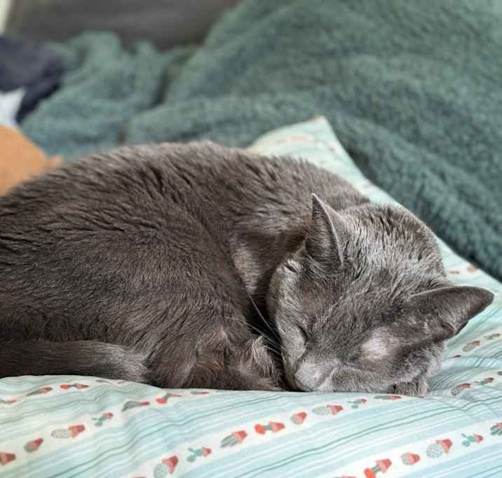 Photo of Velvet