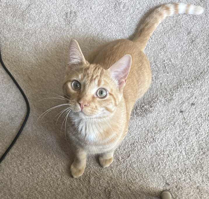 Photo of Whiskers
