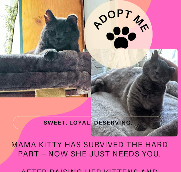 Photo of Mama Kitty