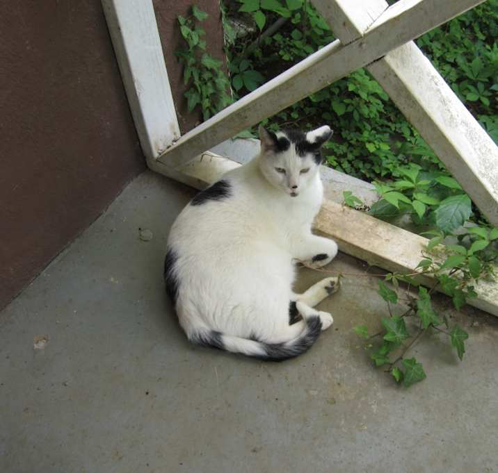 Photo of Mr. Black