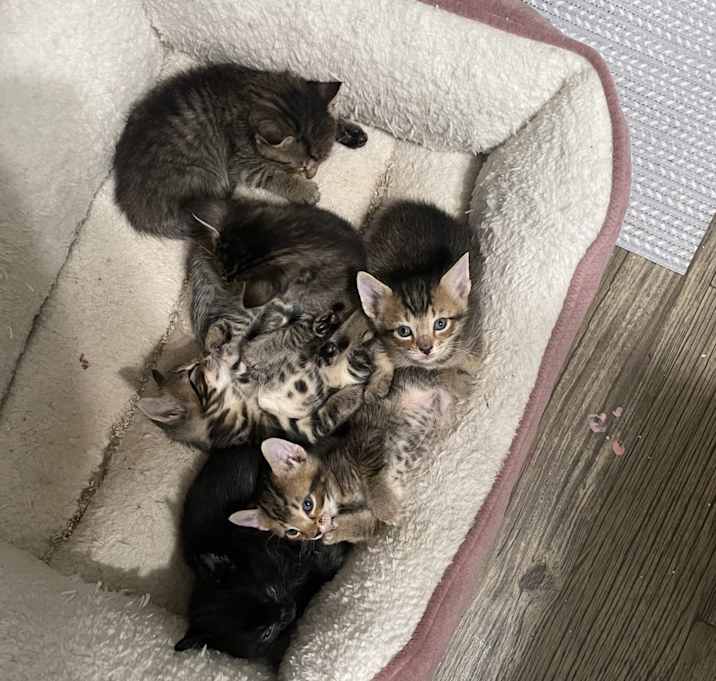 Photo of Indica & friends