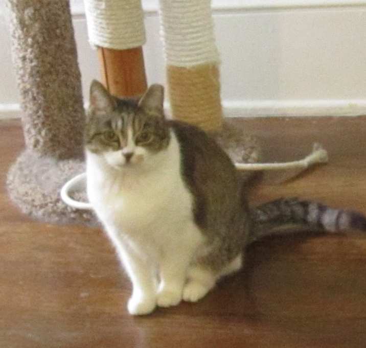 Photo of Romeo