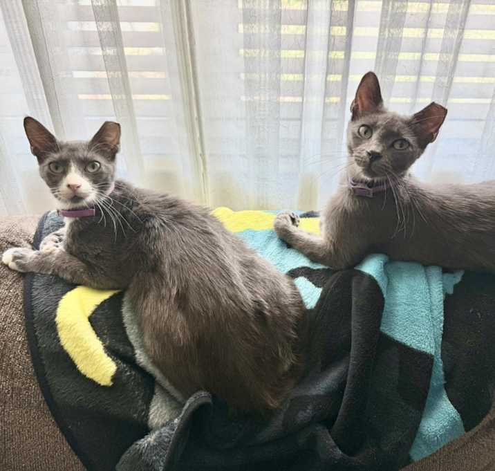 Photo of Twister and Nipper