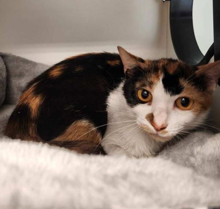 Photo of Sweetie Pie