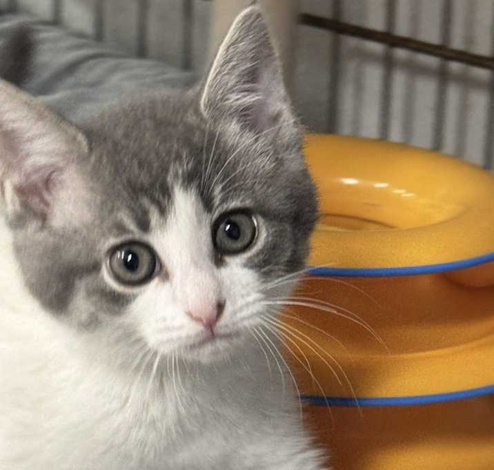 Photo of Pearl