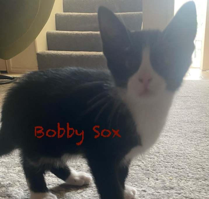Photo of 4 kittens.  Bobby,Billy,Baby, and Beebe