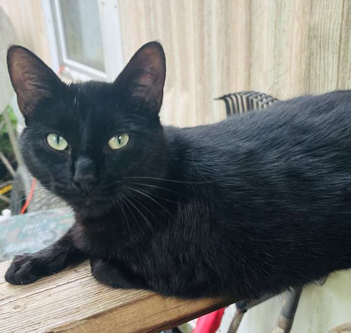 Photo of Koda