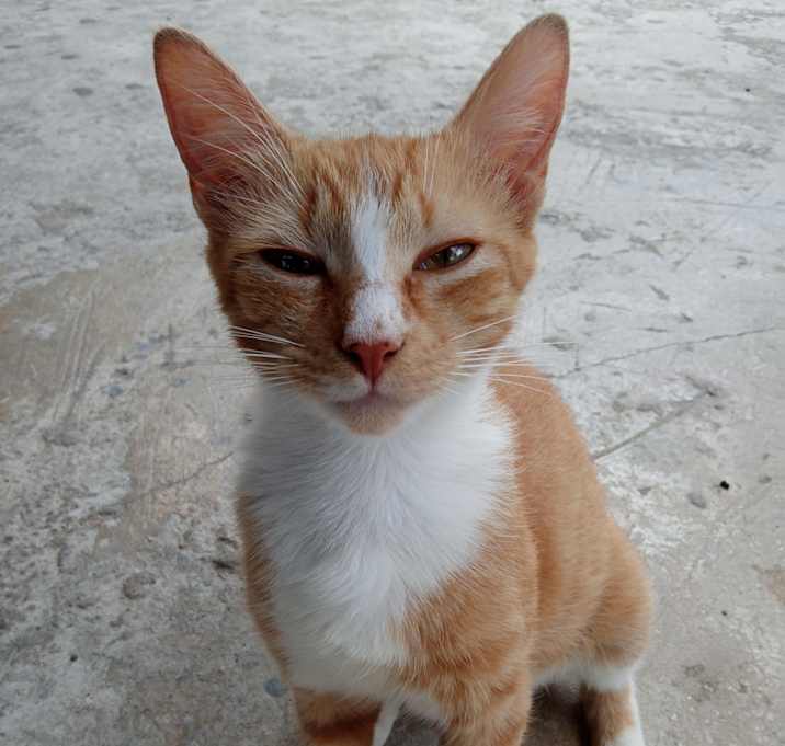 Photo of Lilly