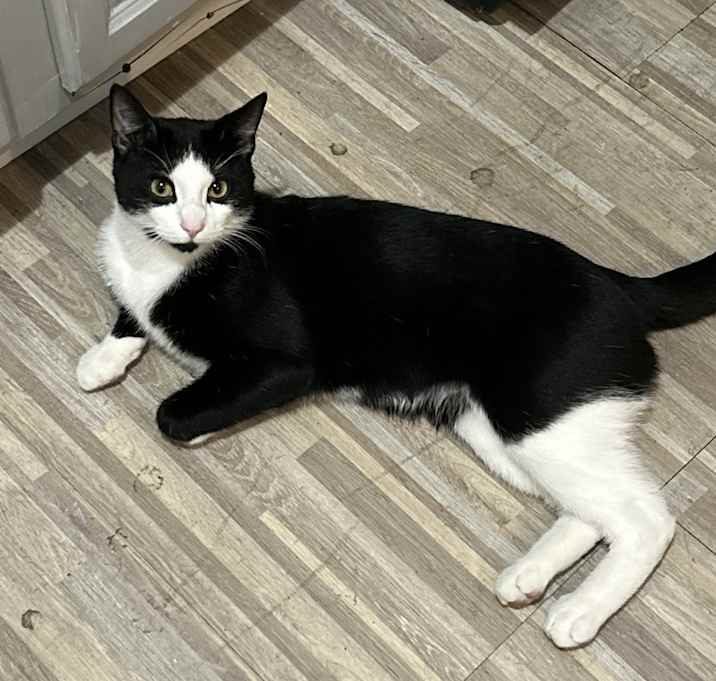 Photo of Binx