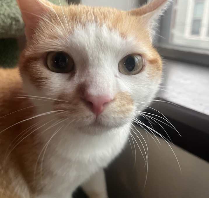 Photo of Sunny