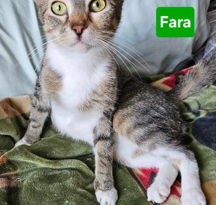 Photo of Fara