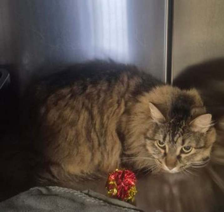 Photo of Smokey